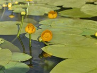 Shutterstock_315034784_yellow water lilies_dzeltenās ūdens lilijas.jpg
