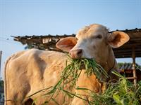 shutterstock_2269991235_cow eating_govs ēd.jpg