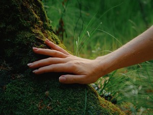 shutterstock_2374967909_Female hand stroking green moss_Sieviete aiztiek sūnas.jpg
