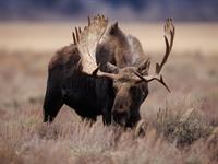 shutterstock_2220608583_moose_alnis.jpg