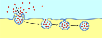 endocitoze.png