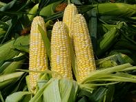 sweet-corn.jpg