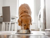 shutterstock_2499061781_dog eating_suns ēd.jpg