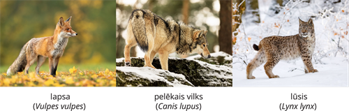 YCUZD_261014_6873_Dzīvnieku sistēma_11.png