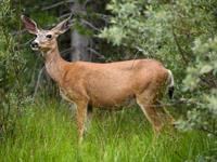 Shutterstock_1690586191_doe_stirna (1).jpg