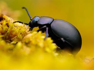 Shutterstock2151554683scarabbeetlevabole.jpg