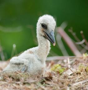 Stork-Chick.jpg