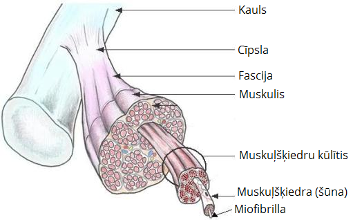 muskula_uzbuve.png