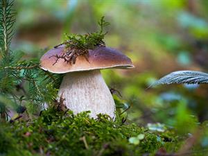 shutterstock_2514963469_boletus_baravika.jpg