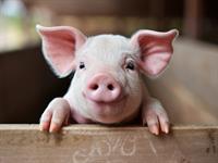 shutterstock_2526412985_pig_cūka.jpg