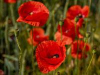 shutterstock_2477670099_poppies_magones.jpg
