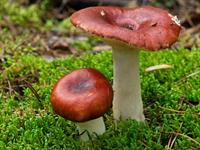 shutterstock_2186297691_russula_bērzlape.jpg
