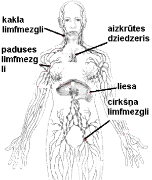 lymphatic-system-benefits-from-rebounding6.GIF