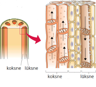 xylem1[1].png