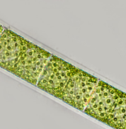 Spirogyra_01_600x450.png
