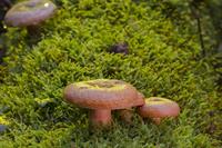 lactarius-deliciosus-mushroom-2510600_1920rizik.jpg
