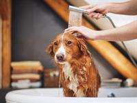 shutterstock_2209568669_washing dog_mazgā suni.jpg
