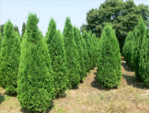 Thuja-occidentalis-Columna.png