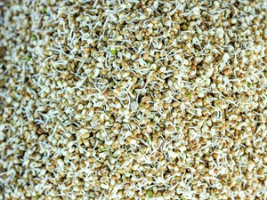 shutterstock_1591836757_Sprouted moth bean_izdīgušas pupiņas.jpg