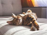 Shutterstock_2003685026_happy cat_priecīgs kaķis.jpg