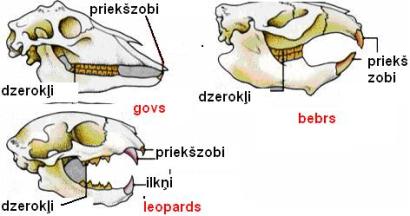 digestion adaptation diet 267.JPG