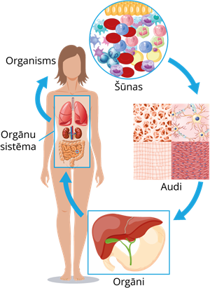 YCUZD_220904_4368_Dzīvo organismu_organizācijas_līmeņi.png