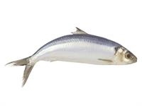 shutterstock_2171683259_herring_siļķe.jpg