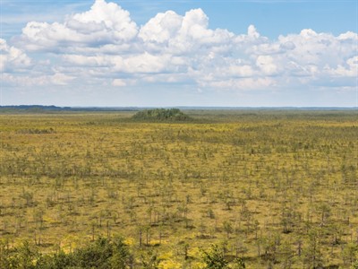 Shutterstock_1140266801_Teici bog_Teiču purvs.jpg