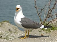 seagull-49615_1920_kaija.jpg