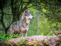 shutterstock_2615575457_wolf_vilks.jpg