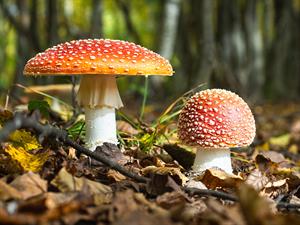 shutterstock_2554652315_fly agaric_mušmire.jpg
