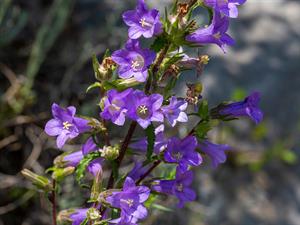 shutterstock_2620729925_bellflower_pulkstenīte.jpg