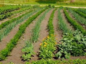 Shutterstock_1782218249_vegetable garden_sakņaugu dārzs.jpg