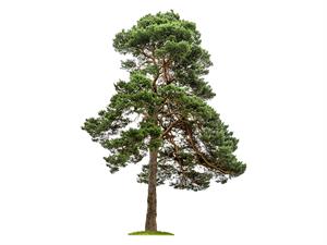 shutterstock_143785345_pine tree_priede.jpg