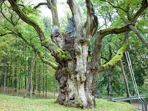 shutterstock_1826926517_oldest tree in Lithuania_vecākais koks Lietuvā.jpg