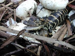 baby-alligator-1091264_1920.jpg